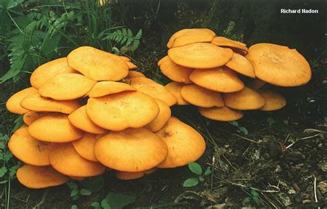 Yellow Mushrooms In Georgia All Mushroom Info