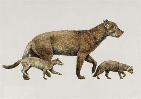 Three Species Of Prehistoric Canid Archaeocyon Phlaocyon And