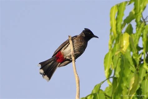 Indian Birds Photography Birdphotoindia Red Vented Bulbul
