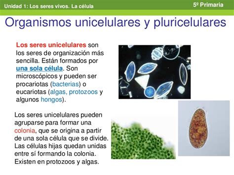 Organismos Unicelulares Y Pluricelulares My English And Science