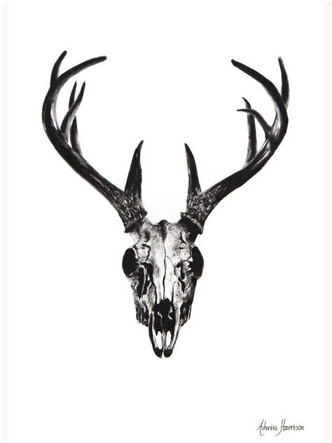 Deer Skull Sticker For Sale By Ashvin Harrison Deer Skull Drawing