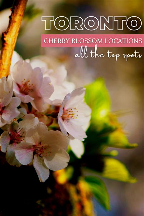 10 Places To See Cherry Blossoms In Toronto Ontario Travel Canada
