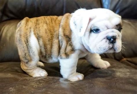 Miniature English Bulldog Puppies For Sale New York Ny 267744