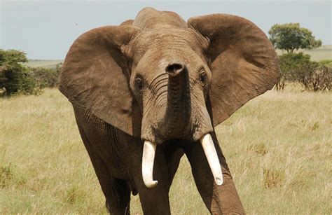 The Elephants We Protect - Mara Elephant Project