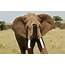 The Elephants We Protect  Mara Elephant Project