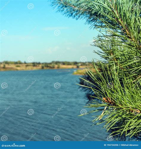 Blue Water In A Forest Lake With Pine Trees View Of A Beautiful Lake