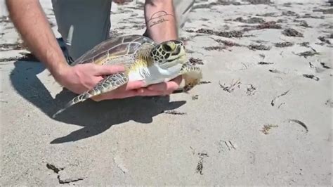 Juvenile Green Sea Turtle Released Back Into Wild After Treatment For