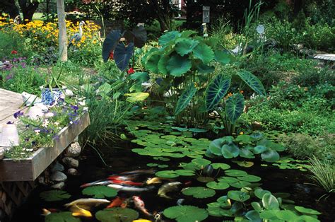 Creeping Jenny Pond Plants W Marginal Pond Plants Lysimachia Nummularia