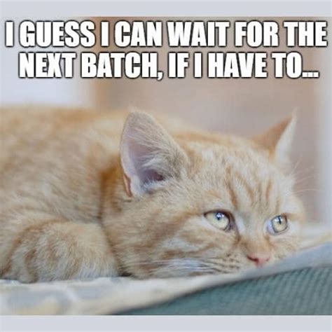 40 Funny Sad Cat Memes For Endless Laughter Puns Captions