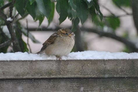 Urban Wildlife Guide Polar Vortex Winter Birds