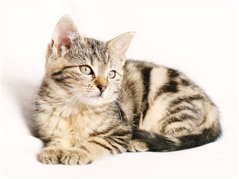11 Popular Striped Cat Breeds