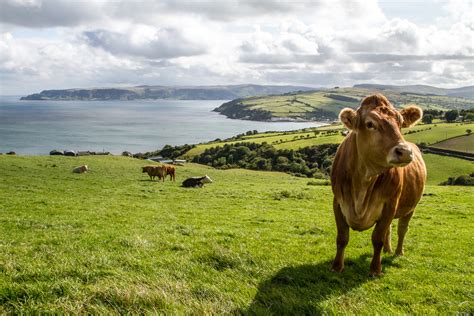 Cattle Farming In Ireland