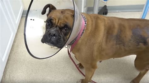 Boxer With Tumor On Chest Animal Rescue Video