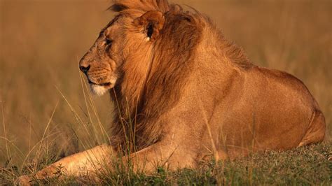 Животные Африки 50 фото Фауна Африки Удивительные фото животных