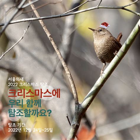 Birds Seoul