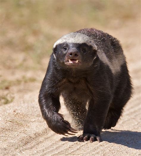 The Badgerhes Cool South African Animals Honey Badger Wild