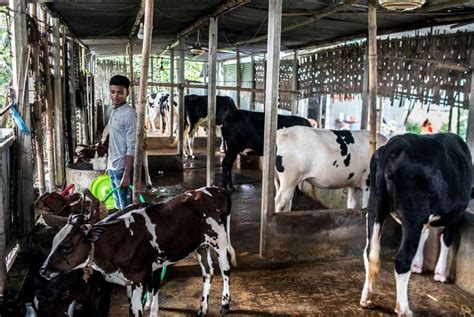 Cow Farm Video Bangladesh Farm House