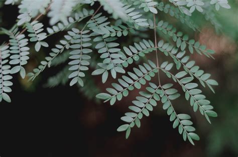 Greenery Pictures | Download Free Images on Unsplash | Christmas greenery, Stone plant, Greenery