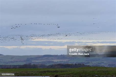 A Flock Of Pink Footed Geese Fly Above Loch Leven National Nature