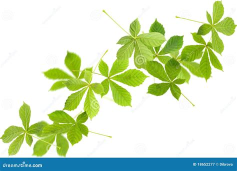 Falling Green Leaves Royalty Free Stock Photography Image