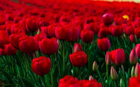 Red Flowers Hd Wallpapers Wallpaper Cave