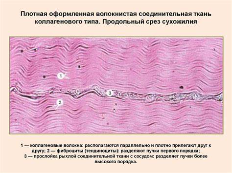 Соединительная ткань диета Соединительные ткани - презентация онлайн Соединительные ткани - презентация онлайн Соединительная ткань диета