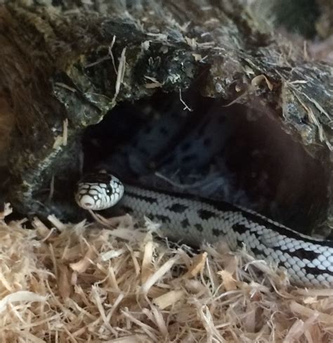 Piper Our California King Snake He Is A Reverse Stripe High White