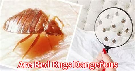 Are Bed Bugs Dangerous Lets Know The Complete Details Here