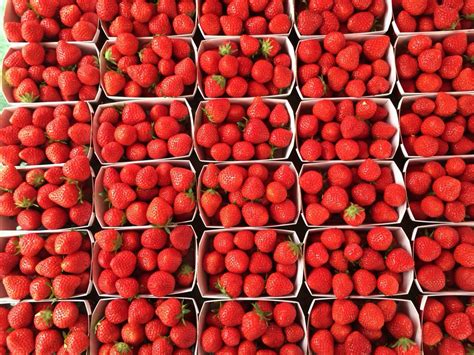 Mara Des Bois Strawberries As Far As The Eyes Can See At The Beaune