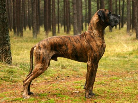 Top 10 Strongest Dogs Hubpages
