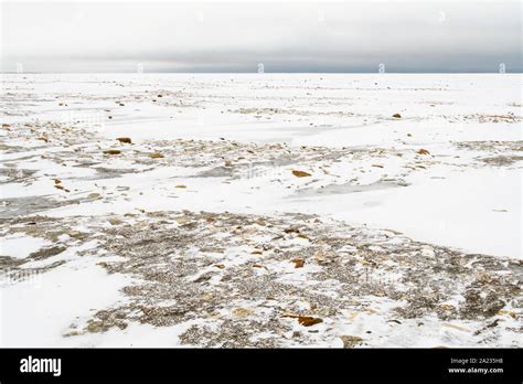 Hudson Bay Coastline At Freeze Up Wapusk National Park Cape Churchill