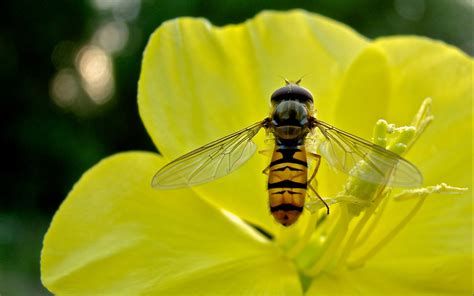 photography, Nature, Insect, Macro Wallpapers HD / Desktop and Mobile ...
