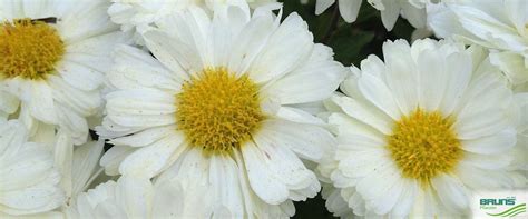 Chrysanthemum X Hortorum Posie Von Bruns Pflanzen