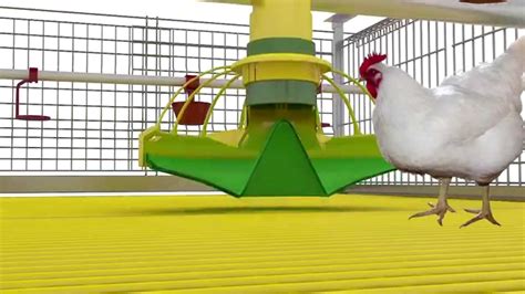 Cage Systems For Broilers Growin Feeding System Kochibo Youtube