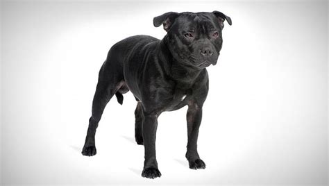 staffordshire bull terrier dog breed selector animal planet