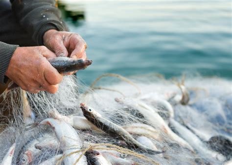 La Pesca En México A Un Año Del T Mec Oceana México