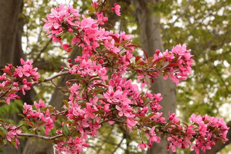 Pink Tree Blossoms In Spring Free Stock Photo Public Domain Pictures