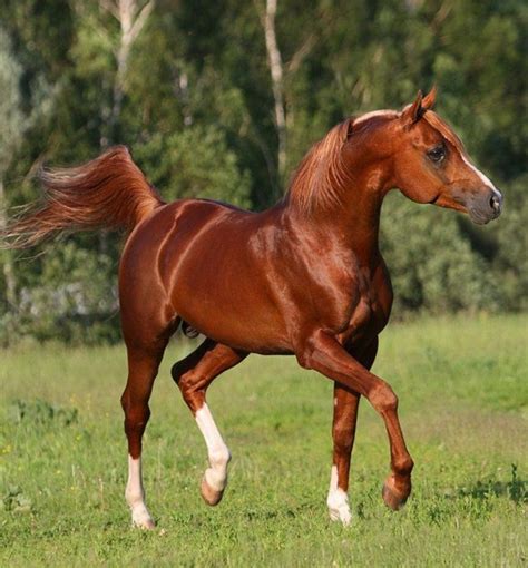 Beautiful Arabian Horses Majestic Horse Most Beautiful Animals