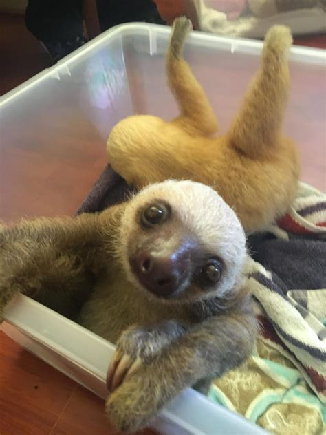 visiting the sloth sanctuary of costa rica album on imgur