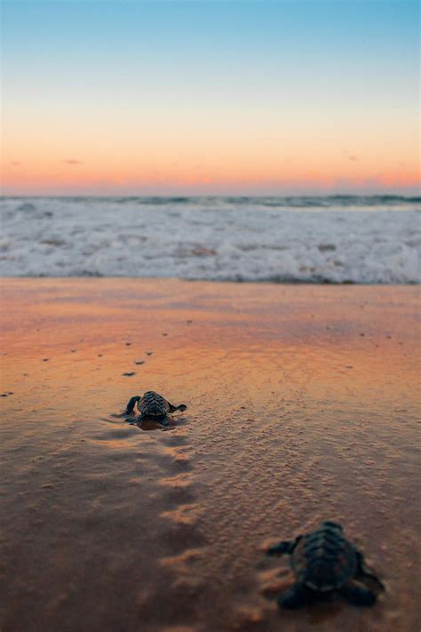 Photo Of Sea Turtles Crawling On Beach · Free Stock Photo