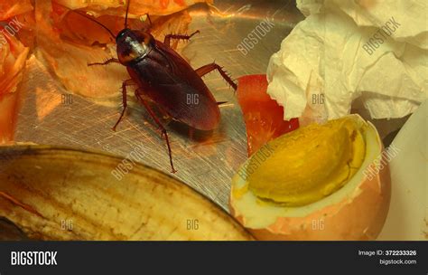 Cockroach Eating Food Image And Photo Free Trial Bigstock