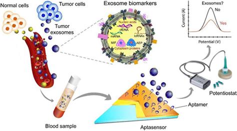Aptamer Guided Extracellular Vesicle Theranostics In Oncology Exosome Rna