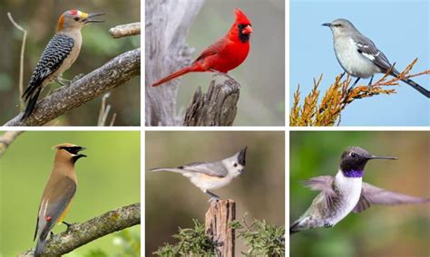 Top 10 Texas Backyard Birds Native Backyards