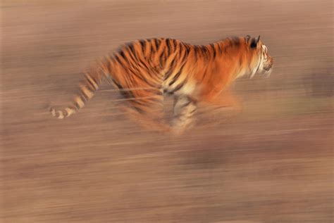 Bengal Tiger Panthera Tigris Running Photograph By Art Wolfe Pixels