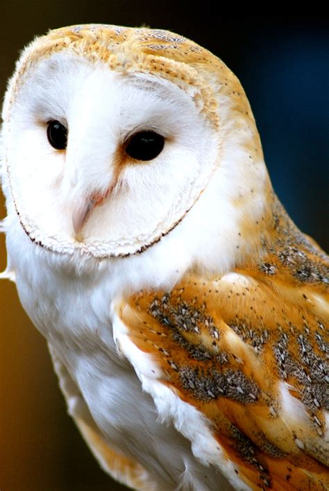 Magnificent Barn Owl Owl Barn Owl Animal Magic