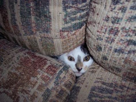 Cat Hiding Inside The Couch Roshan Roy Jonnalagadda