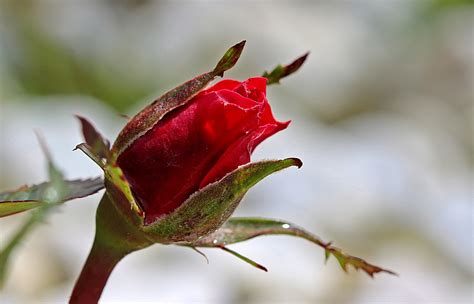 Rose Rosebud Bud Free Photo On Pixabay