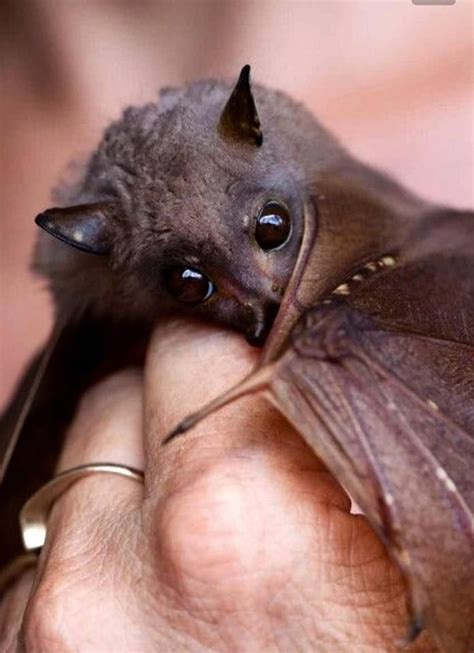 How Precious Cute Bat Animals Beautiful Cute Animals