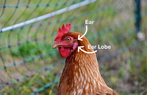 Hen Anatomy Do Hens Have Ears British Hen Welfare Trust