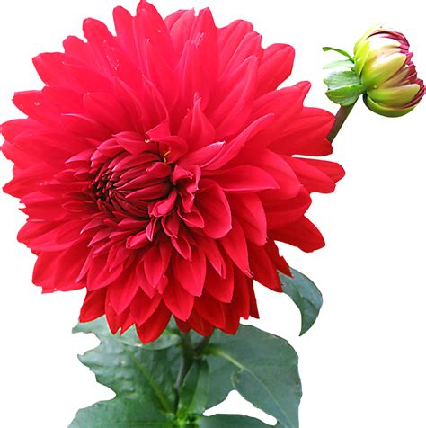 Download Dahlia Flower Png Image For Free